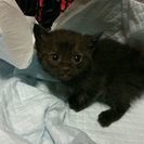 数週間の拾い子猫です。