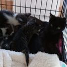 1歳位の真っ黒お母さん猫を里子にしてくださいませんか？