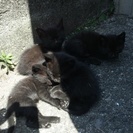 黒色子猫里親様募集です! 
