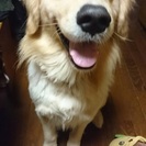 里親さん募集しています。