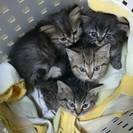 子猫の里親を長野県近辺で募集しています。
