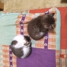 子猫の里親募集