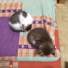 子猫の里親募集（再募集）
