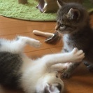 子猫の里親募集（再募集） − 大阪府