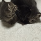 保護した子猫三匹