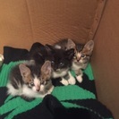 子猫 2匹を保護してます どなたか飼ってください