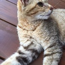 1歳の可愛い猫です