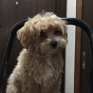 里親募集マルチーズ&ダックスのmixです