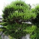 庭木を格安でお譲りします。の画像