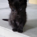 【多数お問い合わせをありがとうございました】元気な黒猫の子猫くん