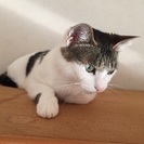 里親募集です。