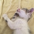 愛くるしく人なつっこいです。