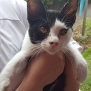 子猫保護したんですが