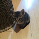 子猫の飼い主募集
