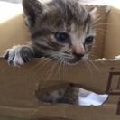 赤ちゃんです！捨て猫！