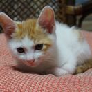 生後２か月、白×茶トラ、オス　　里親募集を終了します。　家族の一...