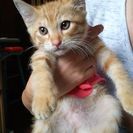 迷い猫？保護していますの画像