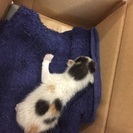 猫・保護