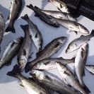 釣り仲間募集ー！！ヽ(*´▽)ノ♪ - 東大和市