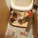 昨日子猫を四匹保護しました。