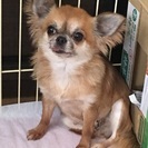 優しい飼い主さん募集！