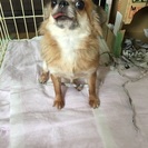 優しい飼い主さん募集！ - 名張市