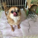 優しい飼い主さん募集！ - 犬