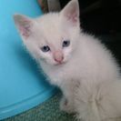 猫里親さん募集！