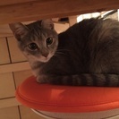 探してます！迷子猫 