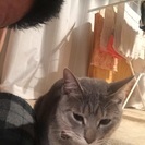 探してます！迷子猫  - 名取市