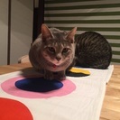 探してます！迷子猫  - 助け合い