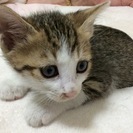 野良猫の子猫里親募集 - 高崎市