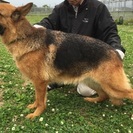 展覧会引退のシェパード - 犬