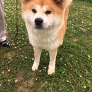 秋田犬の里親募集