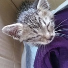 捨て猫