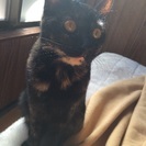 里親再募集！！1歳の女の子です！ - 猫