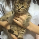 拾い猫です！