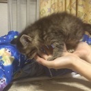 拾い猫です！ - 石岡市