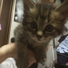 拾い猫です！ - 猫