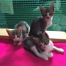 6/7更新♡子猫3匹里親様決定♡