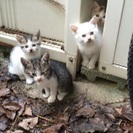 ノラ猫の仔猫