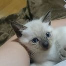 今日未明に生まれた子猫です