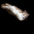 もうじき1歳になる猫。 - 津島市