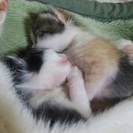 子猫2匹です - 津島市
