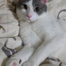 成猫☆里親募集！