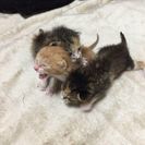 可愛い子猫ちゃん☆1ヶ月