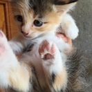 仔猫の里親募集