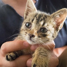 生後1ヶ月ちょっとの子猫です 