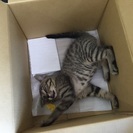 【決まりました！】性格抜群！キジトラの男の子 − 京都府
