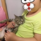 【決まりました！】性格抜群！キジトラの男の子 - 里親募集
